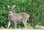 In recent years a few deer have been seen each winter in the Anchorage area and reports include both bucks and does Photo ADFampG