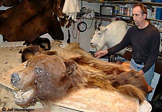 Mike Nizich of RugNRack Taxidermy in Juneau Alaska displays one of his current projects