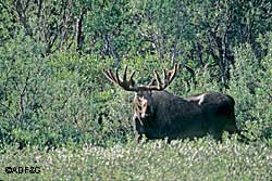 Moose are generally not aggressive but they are wild animals  even though they may be in the city limits  and can be dangerous