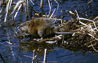 A muskrat in its usual habitat