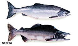 Pink Salmon The lower fish is a spawning male with the humpback that has earned this fish the nickname humpy