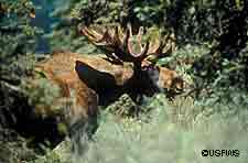 The fall of 2005 marked the first time in more than 20 years that limited moose hunting opened in a portion of Chugach State Park adjacent to Anchorages Hillside