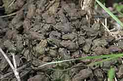 A pile of toads shortly after metamorphing from tadpoles Photo by Tim Shields