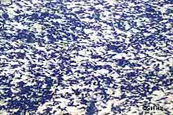 Toad tadpoles Photo by Tim Shields