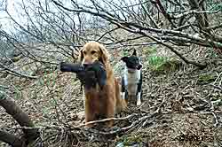 Tater with a blue grouse Another advantage of early season hooter hunting is that the undergrowth has not become impassable In June this spot will be an almost impenetrable thicket Photo by Neil Barten