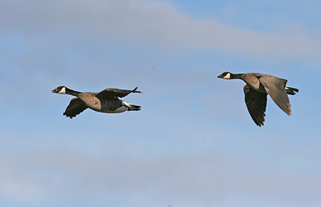 Cackling Canada Geese  Photo by Tim Bowman
