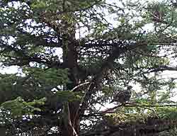 The speckled plumage of the blue grouse is good camoflauge in the hemlock and spruce rain forest of Southeast Alaska Photo by Neil Barten