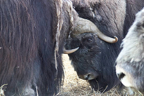 Two bull muskox at the Large Animal Research Station LARS  in Fairbanks LARS photo used with permission