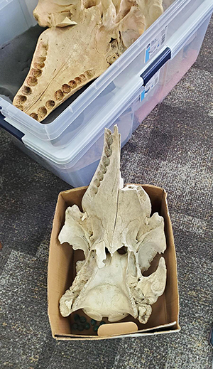 Beluga skull and quotmysteryquot cetacean