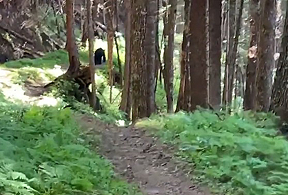 A black bear ahead on a forested bike trail