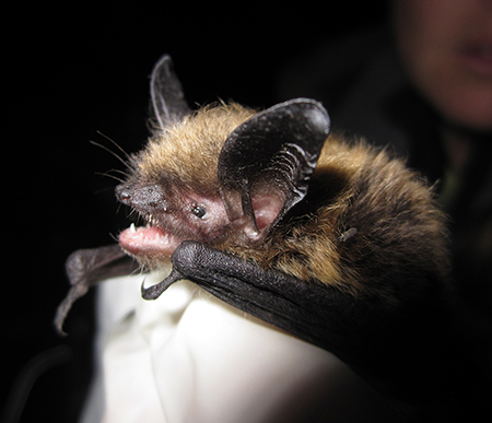 A western longeared bat one of seven species found in Southeast Alaska