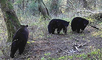 Three Southeast Alaska black bears captured by a trail camera