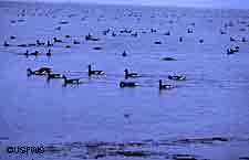 Brant in Izembeck Lagoon Brant a type of sea goose migrate between continents Photo USFWS