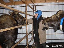 Moose researcher Bill Collins with his test subjects Photo by Riley Woodford