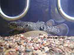 The hardy Alaska blackfish a small but tough resident of Interior Alaska waters Photo by Nancy Sisinyak