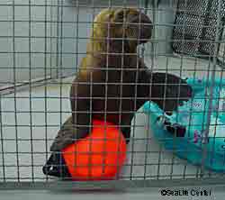 The walrus pup before transport to Sea World Photo courtesy Alaska SeaLife Center