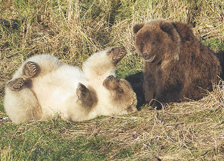 An incredibly lightcolored brown bear cub and its more typically colored sibling on the Alaska Peninsula  The frequency with which early EuroAmerican explorers traders and mountain men refer to grizzlies as ldquowhite bearsrdquo in their writings leads one to wonder whether color phases such as this were once fairly common in the grizzlies that inhabited the northern Great Plains  Photo courtesy of tomwalkerphotographycom