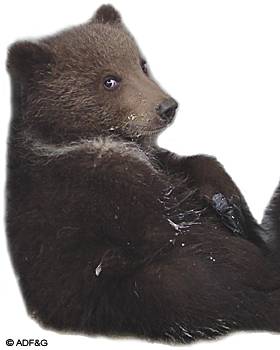 Bear cubs are born in the den midwinter as the mother hibernates The bear cub hairless blind and weighs less than one pound at birth but grows quickly in the den as it nurses over the winter