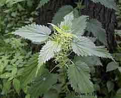 Stinging nettles Photo by by Uwe H Friese