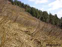 Avalanche slopes are prime areas to pick stinging nettles in the spring as the young shoots first emerge Photo by Riley Woodford