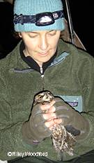 Western Screechowl Photo by Riley Woodford