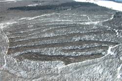 This 50acre area was crushed in strips to provide cover as well as forage for moose