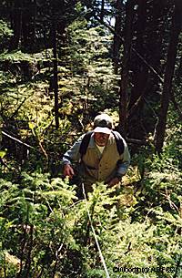 Biologist Doug Larsen conducts a pellet survey on Douglas Island in Southeast Alaska Photo by Riley Woodford