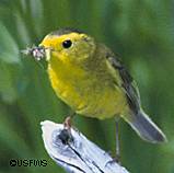 The yellow birds of summer Two yellow warblers are common in Southeast Alaska in summer the yellow warbler and Wilsons warbler The black cap is a distinctive mark for Wilsons warbler Photo by Dave Menke USFWS