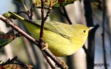 The male yellow warbler Photo by Donna Dewhurst USFWS
