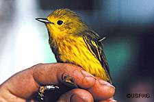 The male yellow warbler has reddish streaks USFWS photo