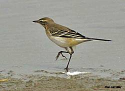 Biologists began working in western Alaska in June and will work through the summer capturing and testing nesting wagtails and other birds near the Bering Sea community of Hooper Bay