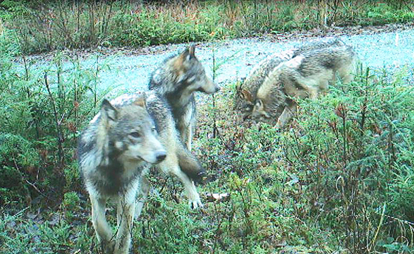 A trail camera photo of members of a wolf pack on Prince of Wales Island