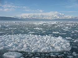 Aptly Named Icy Bay Photo by Keri Edwards