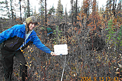 Randi Jandt of the Alaska Fire Service monitors vegetation regrowth on the first visit to the prescribed burn area in September 2004 ADFampG photo
