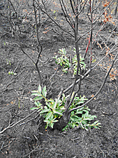 New growth sprouts from the base of a burned willow ADFampG photo