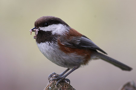 A Chestnutbacked Chickadee These are the coastal Chickadees common in Southeast Alaska Photo by Phil Mooney