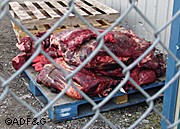 This meat sat in the sun on this pallet for three days There are no meat processors or storage freezers available for hunters in Kotzebue contributing to the meat salvage problems
