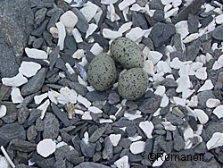 Oystercatcher eggs and a nest a subtle depression hollowed out on the beach Photo by Phil Mooney