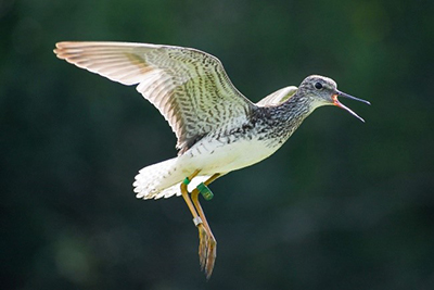 A banded lesser yellowlegs Photo by Matthew Danihel