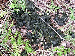 Bear scat is pretty distinctive but sometimes moose scat can be mistaken for bear scat Photo by Rick Sinnott