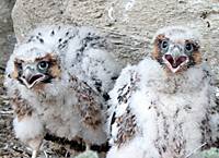 Nesting inventory of selected raptors in Interior Alaska is one of the current Nongame Program projects