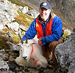 Wildlife biologist Doug Larsen with a tranquilized radiocollared and redstained mountain goat part of a current research project in Southeast Alaska Larsen is the regional supervisor for Region 1 Southeast Alaska and is concerned about bears in the region