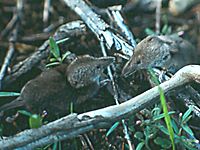 Small mammal populations are critically important to a variety of predators to the extent that certain populations particularly marten weasel fox coyote and many birds of prey exhibit fluctuations that mirror cycles of small mammal abundance