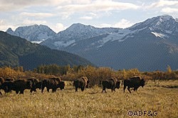Wood bison at the Alaska Wildlife Conservation Center near Girdwood These bison may form a wild free ranging Alaska herd or wood bison may be imported from CanadaBob Stephenson photo