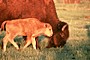 A young wood bison walks with his mother Photo by Bob Stephenson