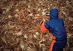 Processors in the newly rationalized Aleutian Island and Bering Sea crab fisheries are required to use eLandings Photo courtesy of ASMI