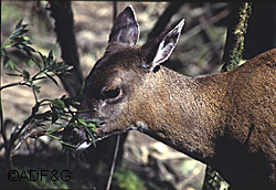 Most natural forbs and browse are loaded with various noxious compounds and probably the way deer deal with this is by eating a variety of plants