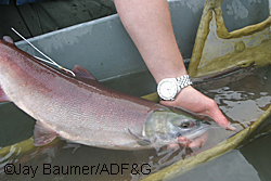 A radiotagged sockeye