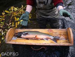 Most Dolly Varden are thought to live about 6 or 7 years and some have been aged up to 11 years This fish is about to be released