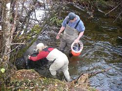 Biologists with the Alaska Department of Fish and Game recently launched a longterm study to find the best method to determine the age of Dolly Varden This fall the first phase of this project began with the collection and fertilization of eggs